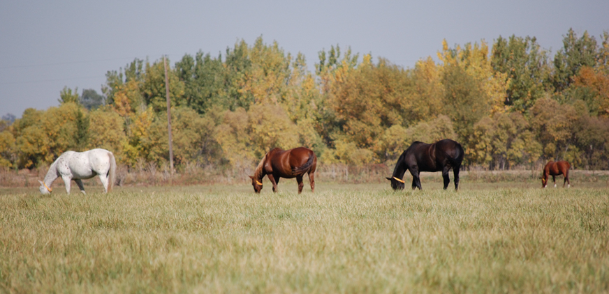 Pasture mares