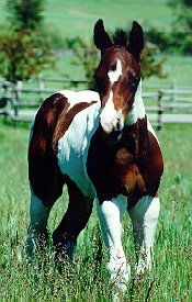 Foal